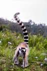 Africa, Madagascar, Vakona Forest reserve, Lemur Island. Ring-tailed lemur forages in a field. Art Print